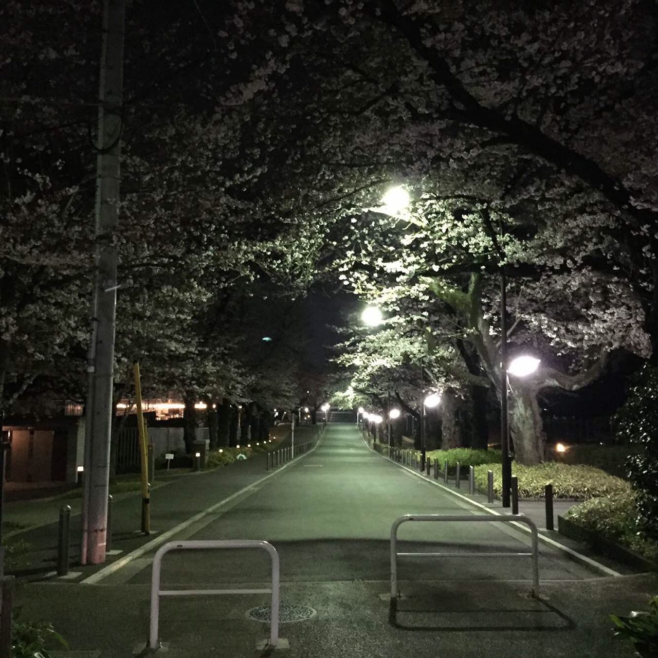 为了看泡温泉的猴子专门去了北海道 日本还有哪些有意思的玩法呢 马蜂窝