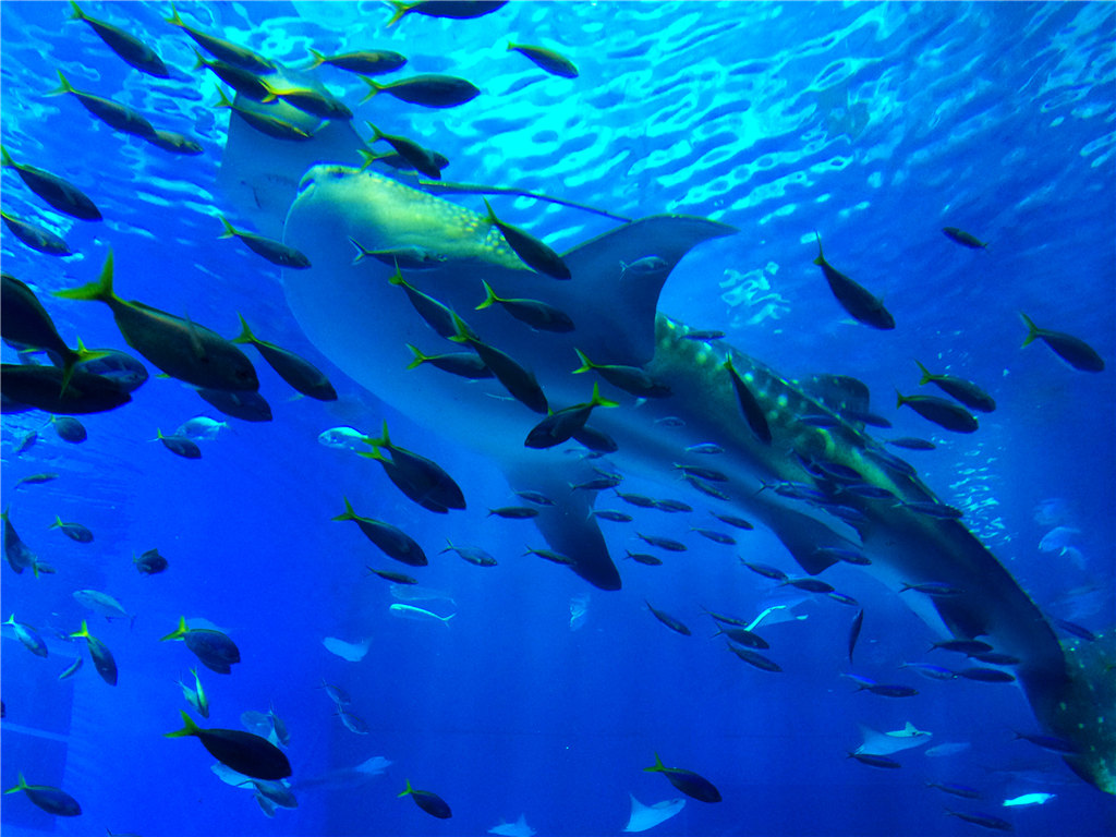 深海水族馆热带风情图片