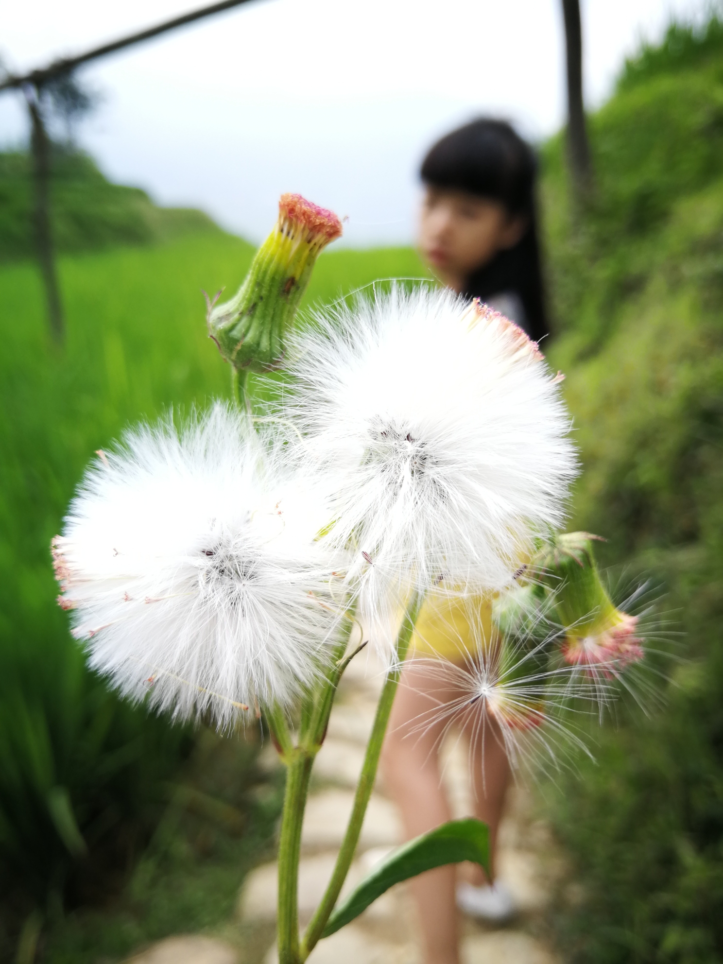 龍脊梯田自助遊攻略