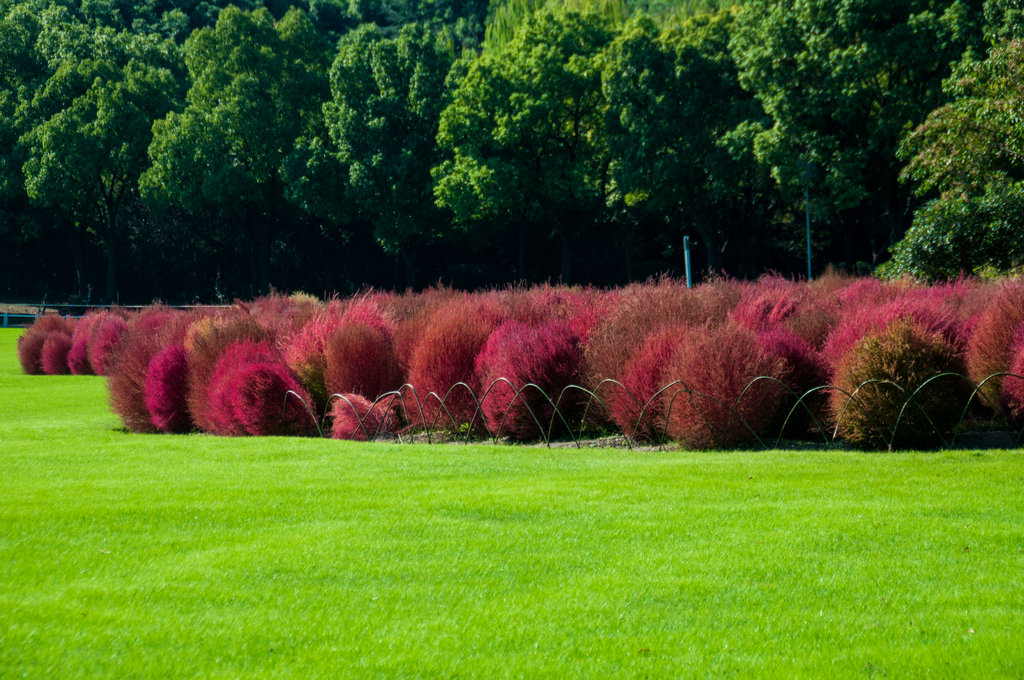 回复游记:赏浪漫秋景,世纪公园红叶地肤