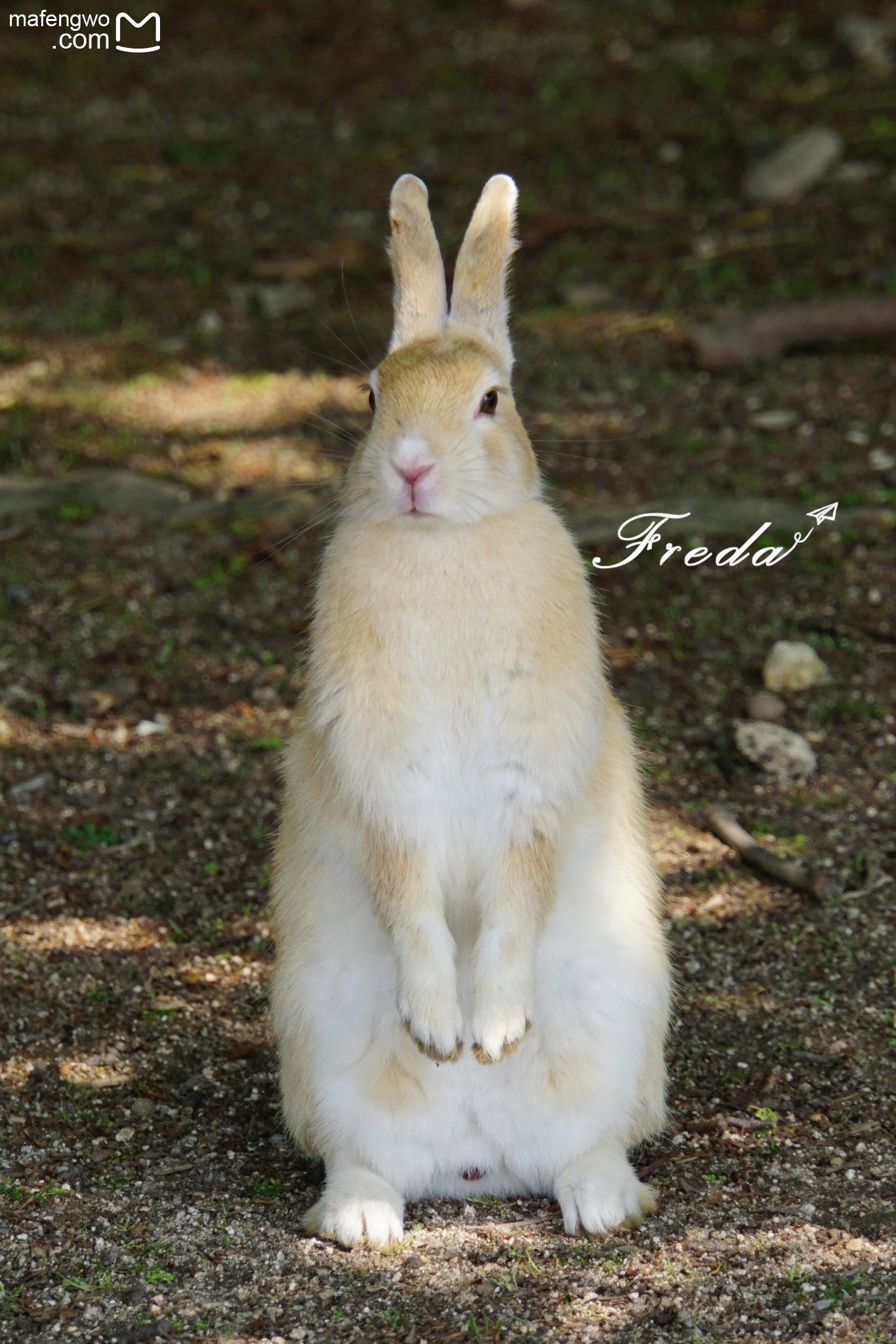 探秘大久野岛,这里的兔子萌化你!
