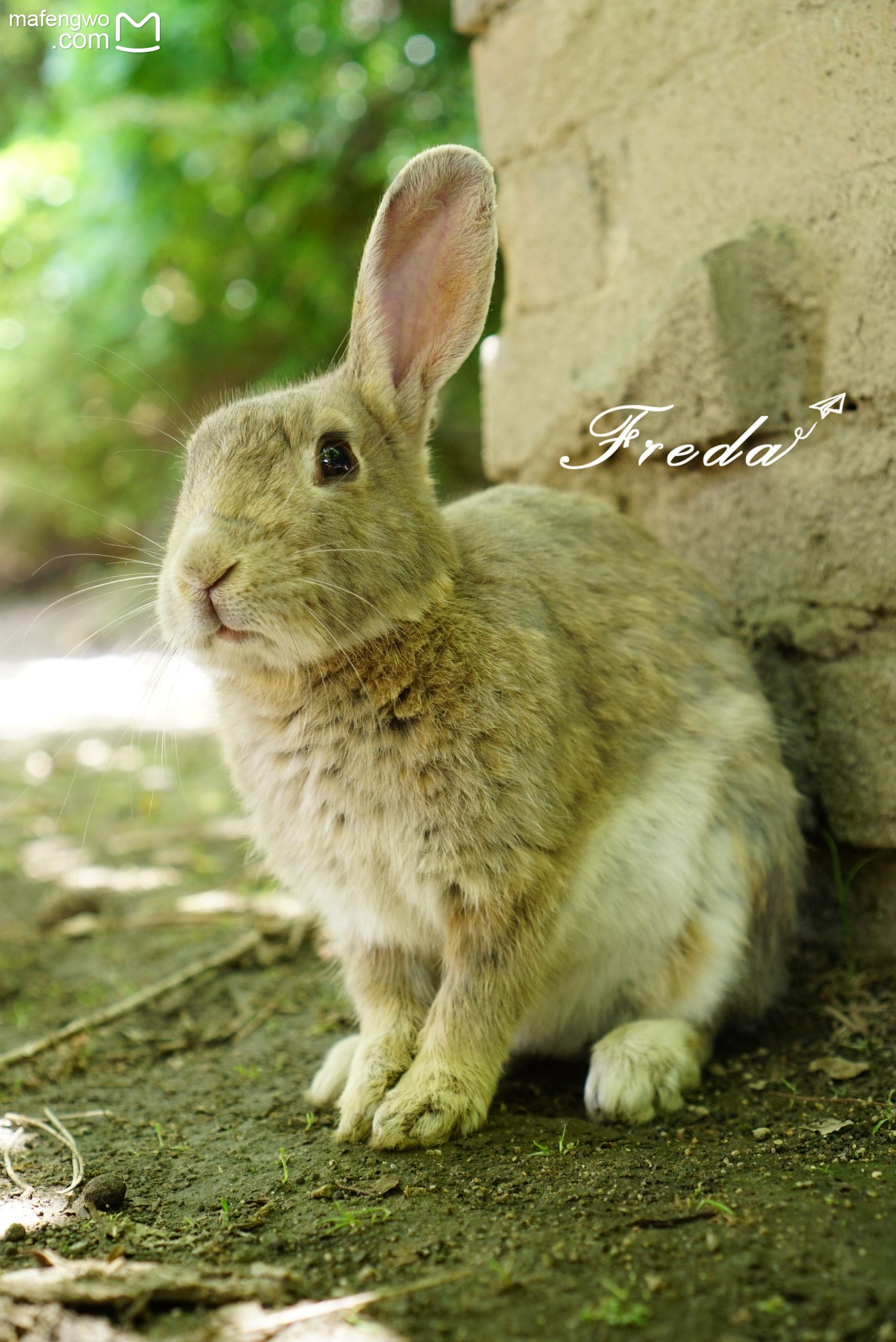 探秘大久野岛这里的兔子萌化你