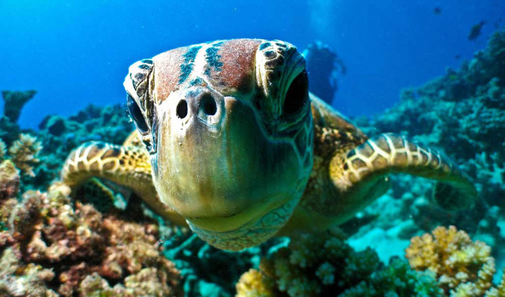 凯恩斯亲子之旅|带着孩子玩转热带雨林&大堡礁