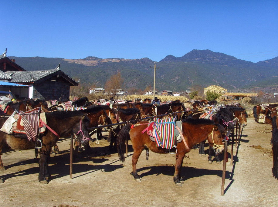                拉市海南尧马场