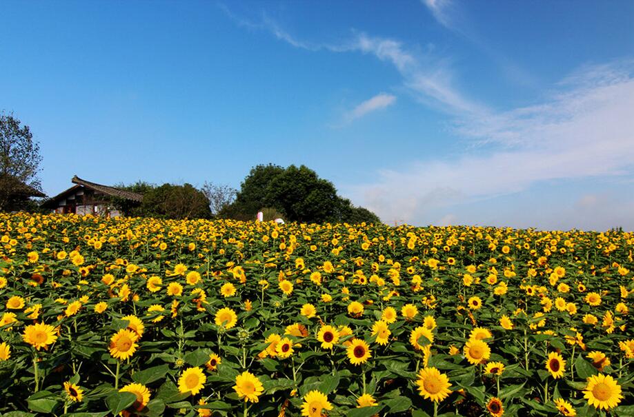 石象湖景區百合花旅遊節 石象湖遊船 登上烏篷船,悠然盪漾於平湖之上