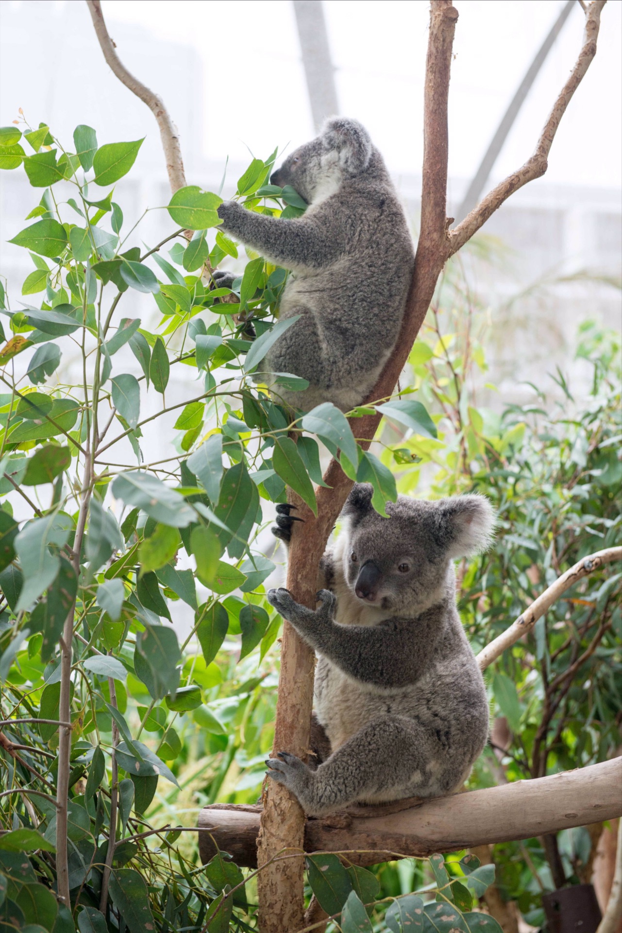 悉尼野生動物世界