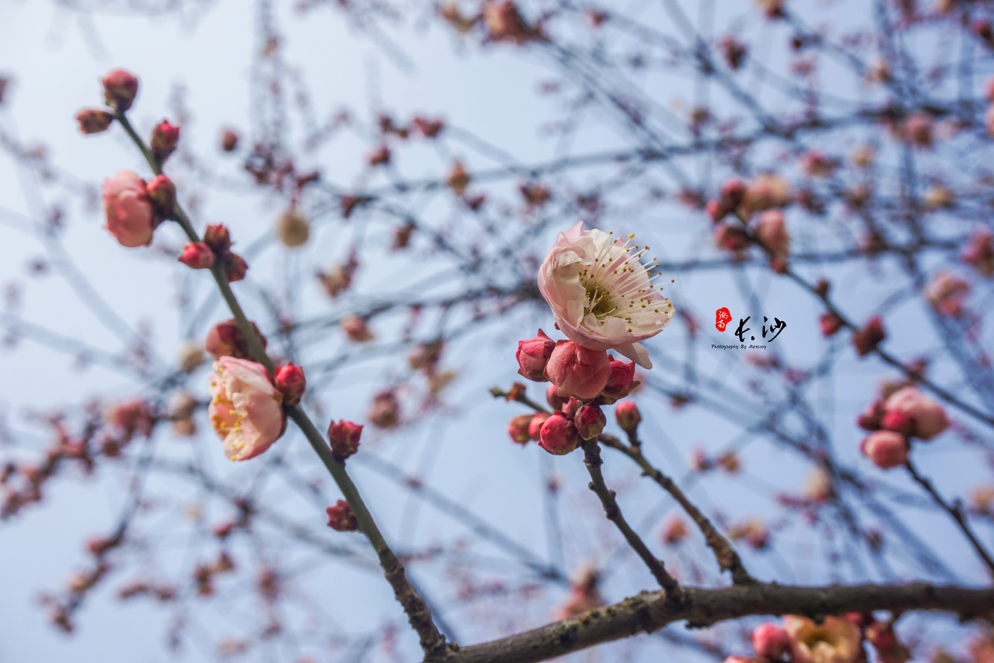 橘子洲