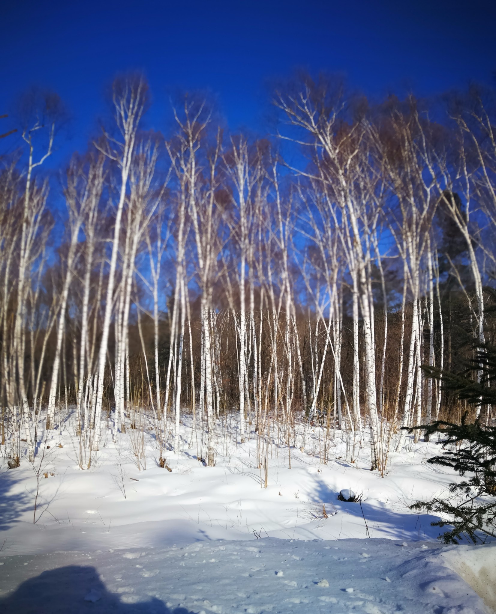 雪鄉自助遊攻略