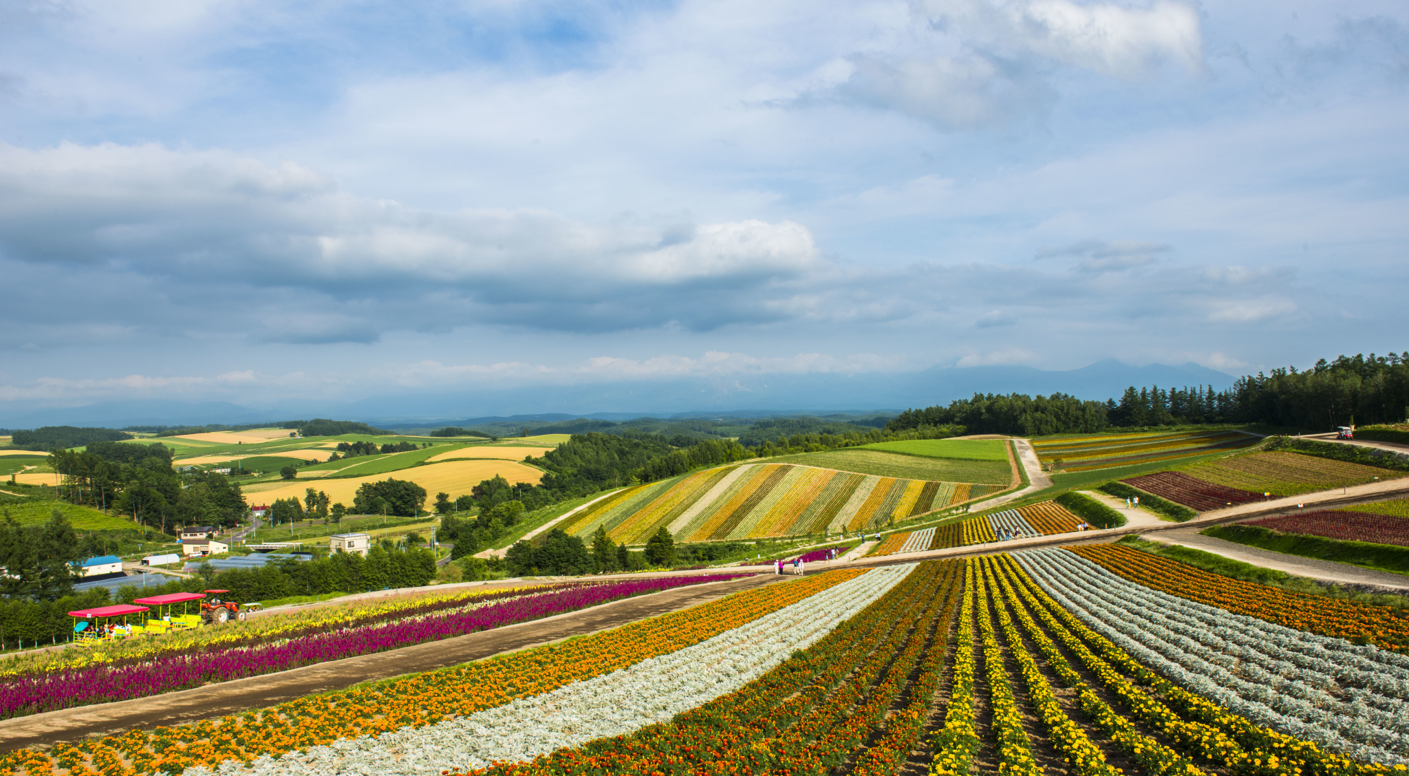 富良野-蚂蜂窝游记