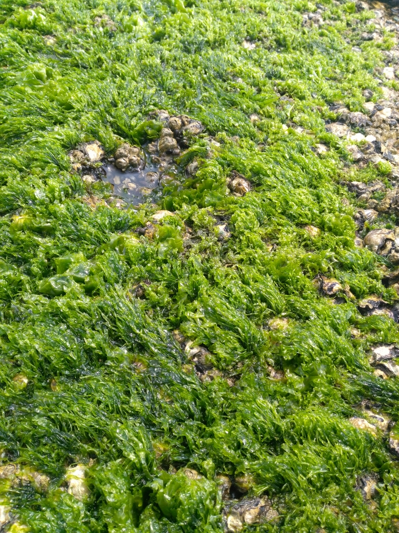 大亚湾,海苔,海藻与海风