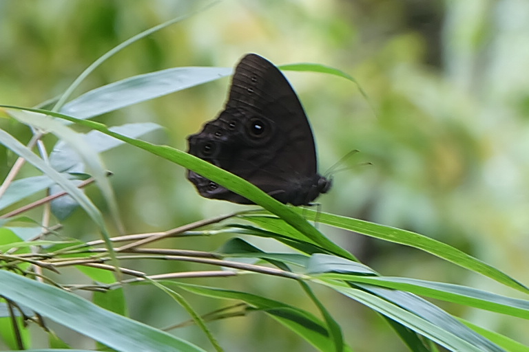 贵州茂兰国家级自然保护区