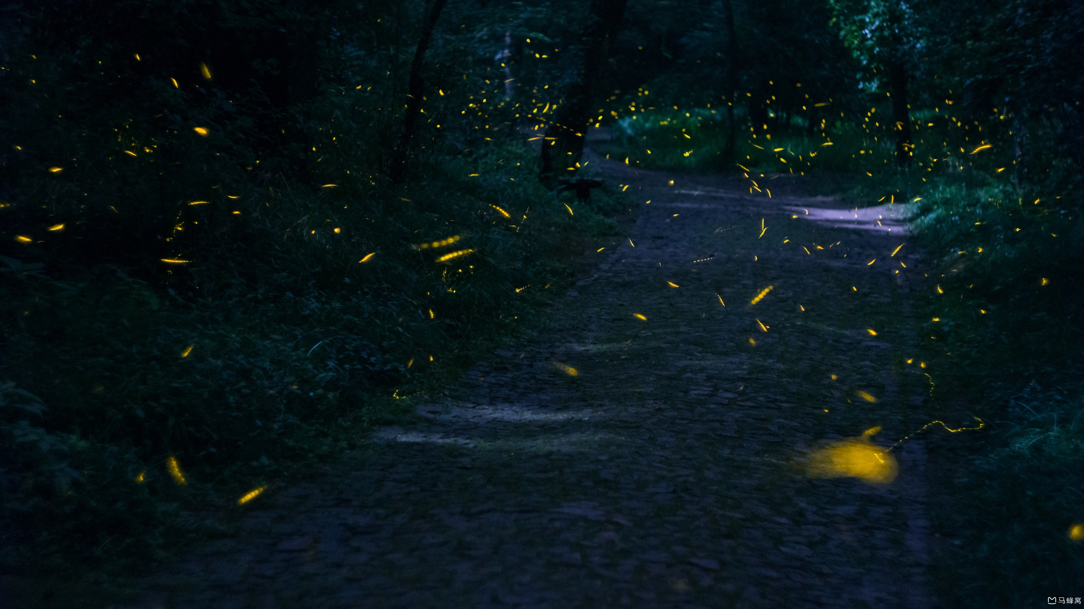 去灵谷寺拍萤火虫是一种怎样的体验?_马蜂窝问答 - 马蜂窝