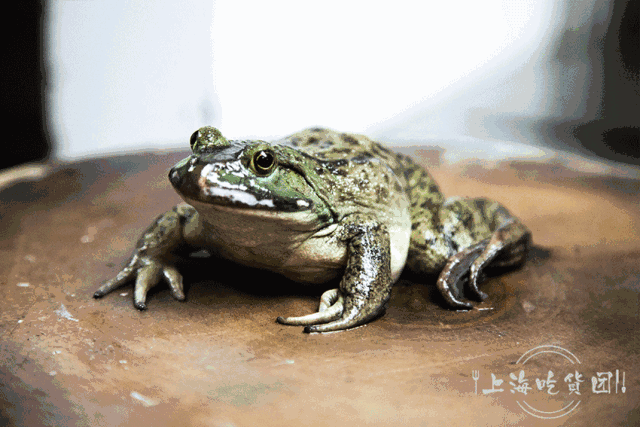 1元就能吃新鲜牛蛙?老板娘简直"壕"无人性