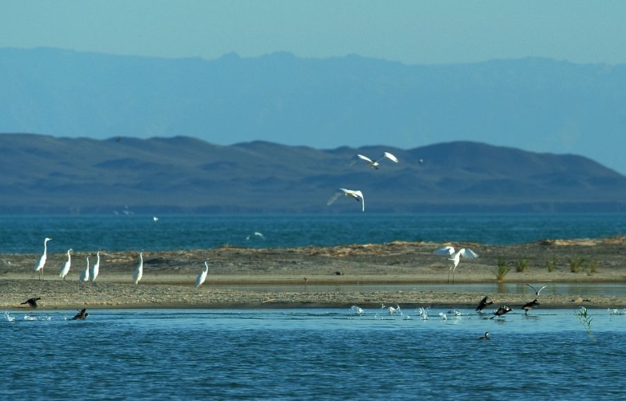 新疆乌伦古湖,这个宁静神秘的"湖"美到窒息