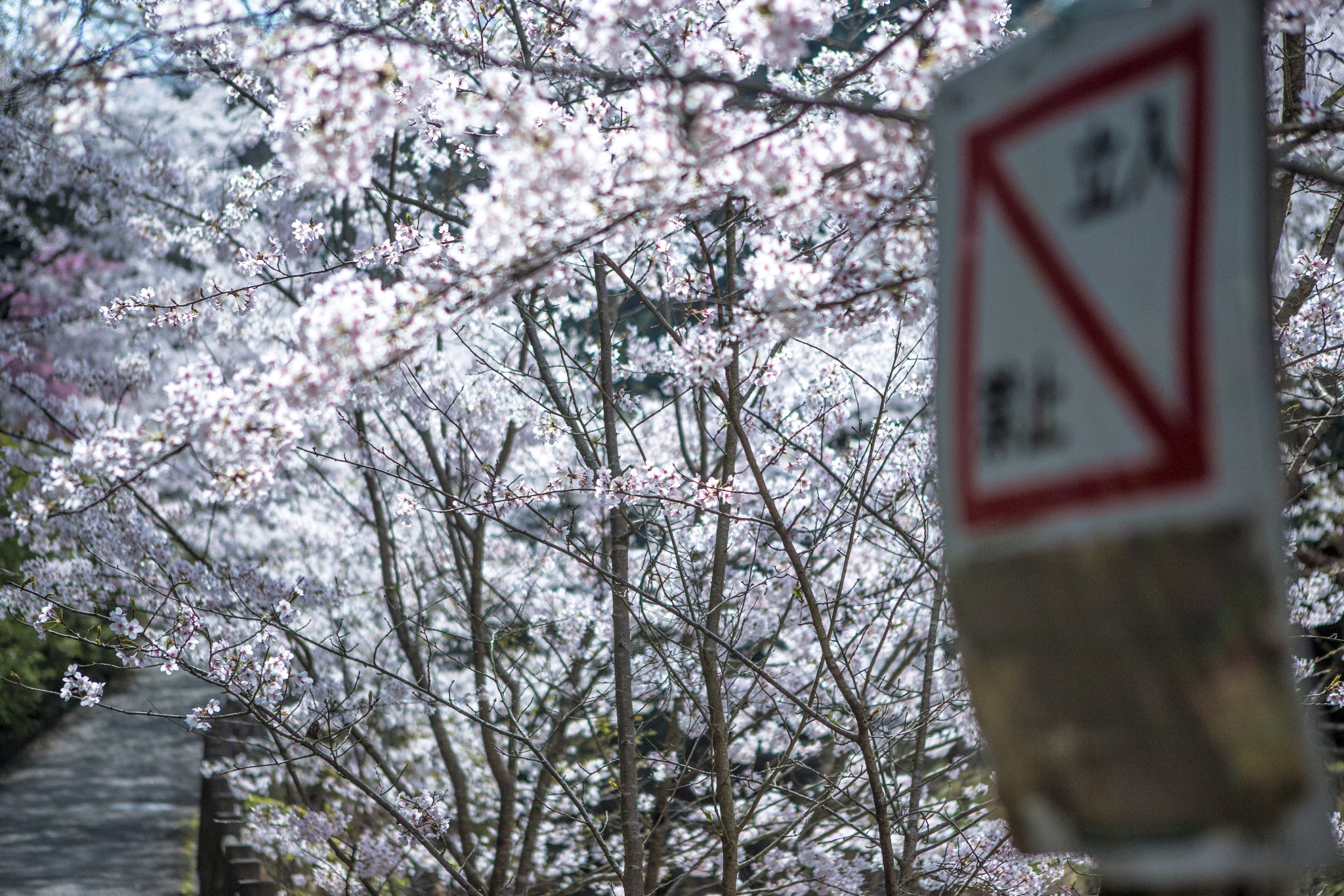 和歌山市自助遊攻略