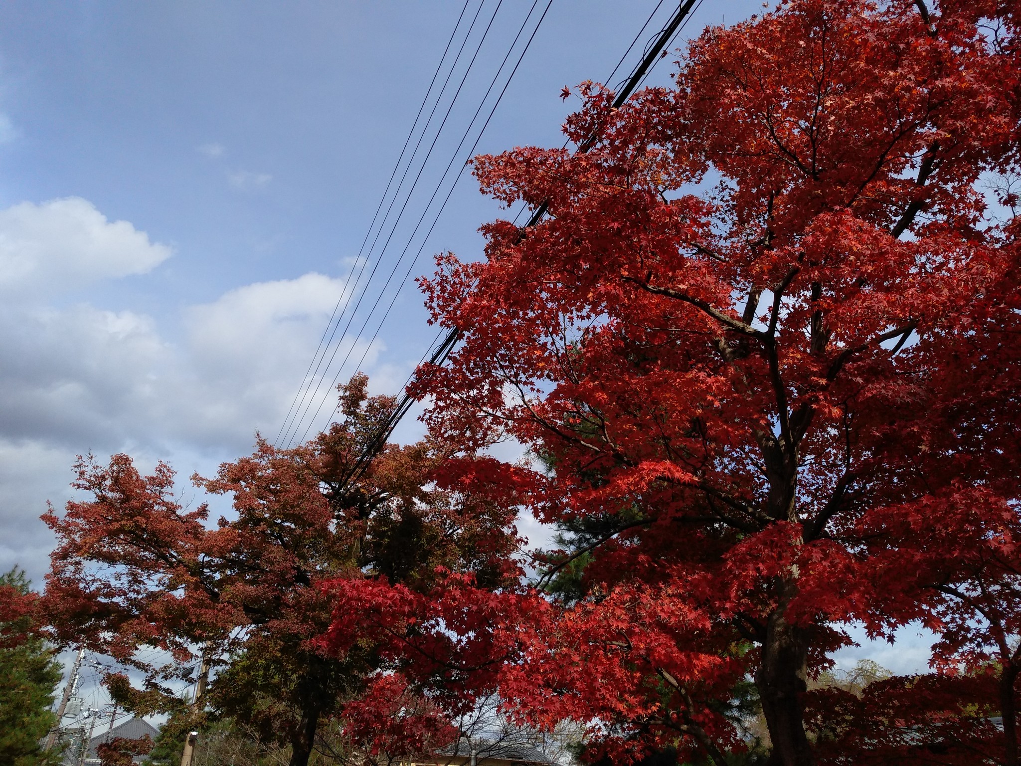 京都自助遊攻略