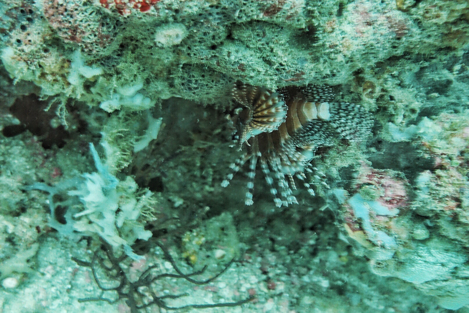 我在菲律宾潜水-海豚湾迎接2018