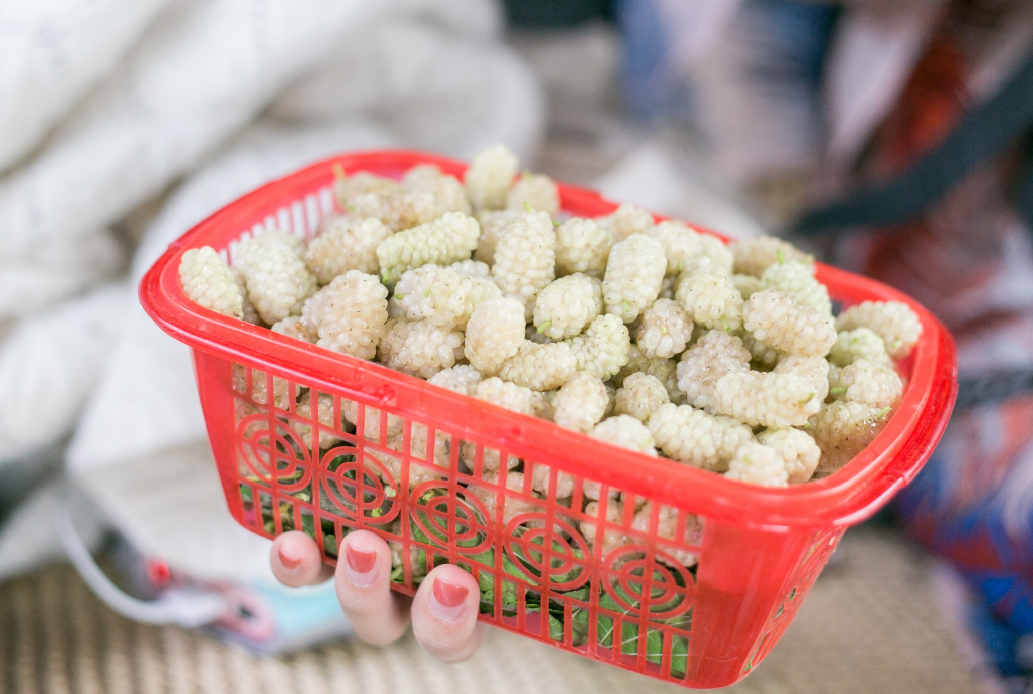 长这么大,第一次吃白色的桑葚,也是第一次吃到