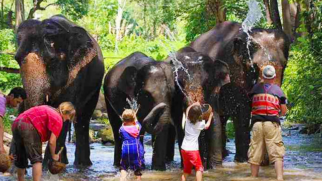 普吉岛大象保护营 奈迪大象保护营 拒绝骑大象 大象洗澡/喂食/散步 看