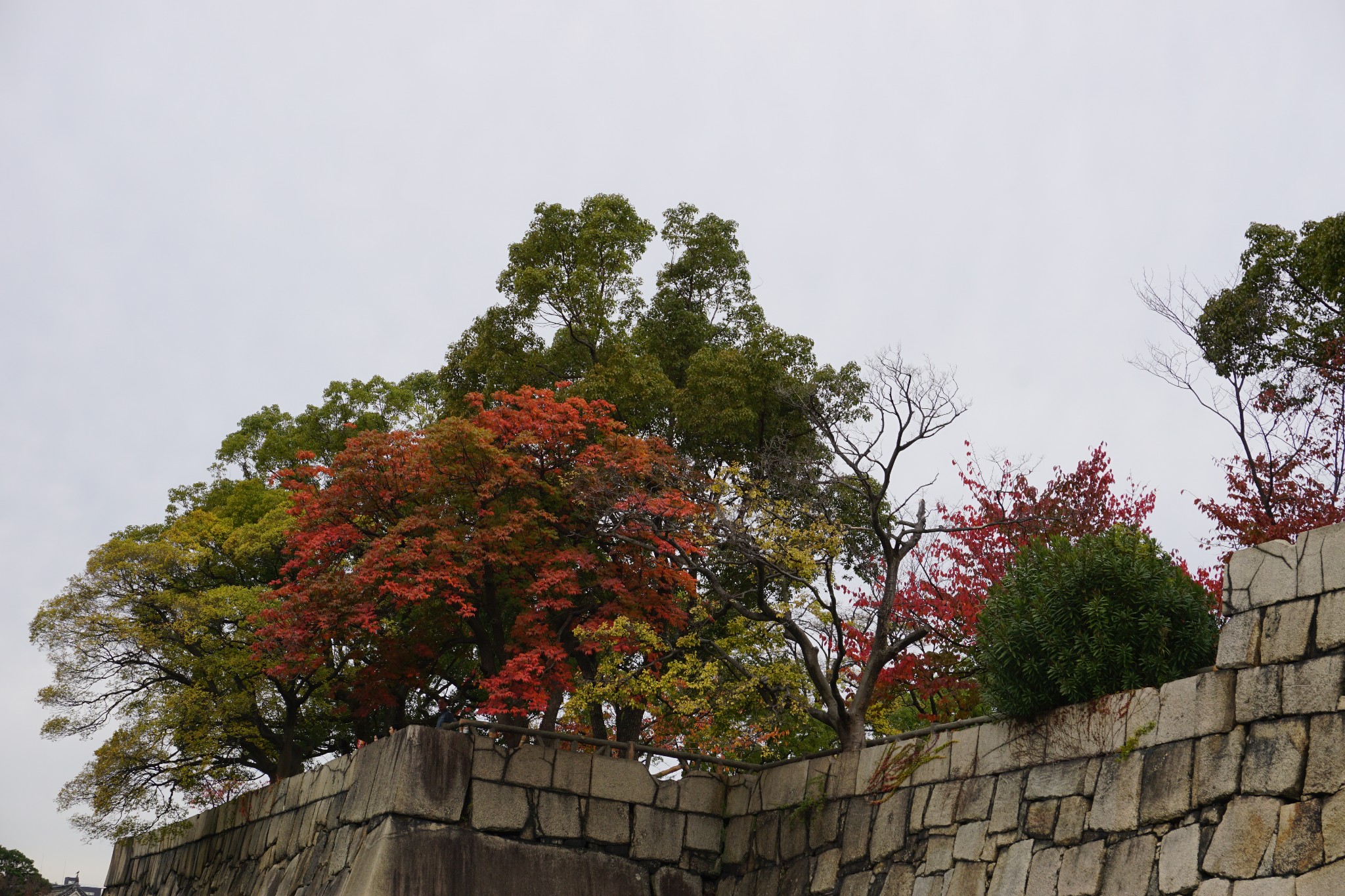 京都自助遊攻略