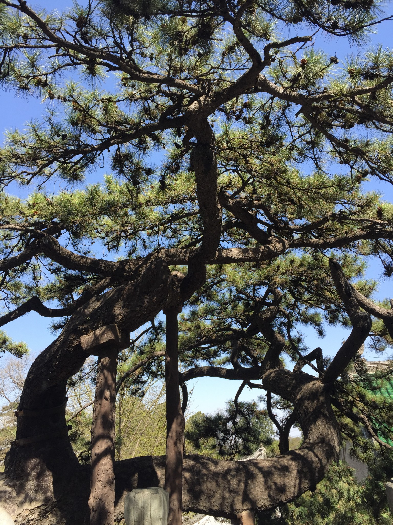 戒台寺的树与花_四川旅游