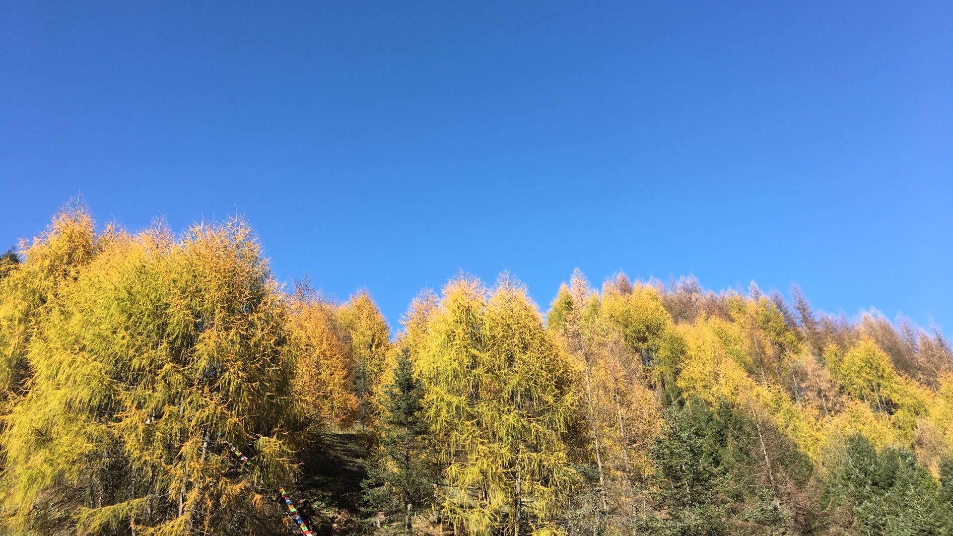 雅安市宝兴县阿坝州四姑娘山随记