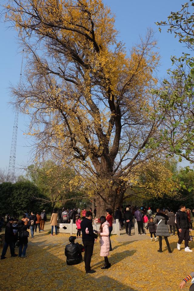 上海市排名no.1的1200年的古树:冬季金色落叶实拍