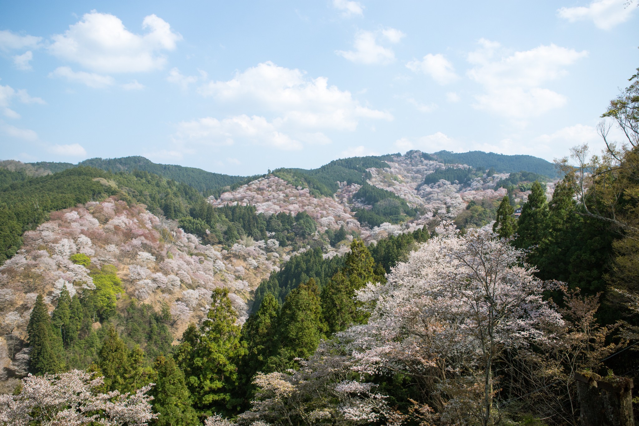 和歌山市自助遊攻略