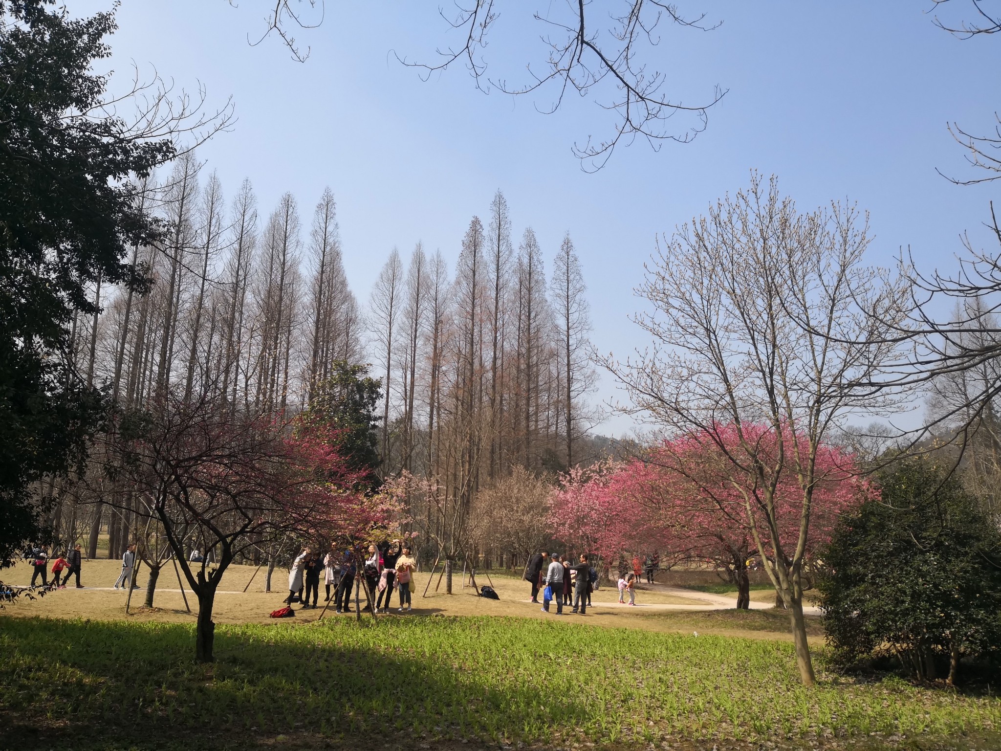 2018年初春杭州植物園