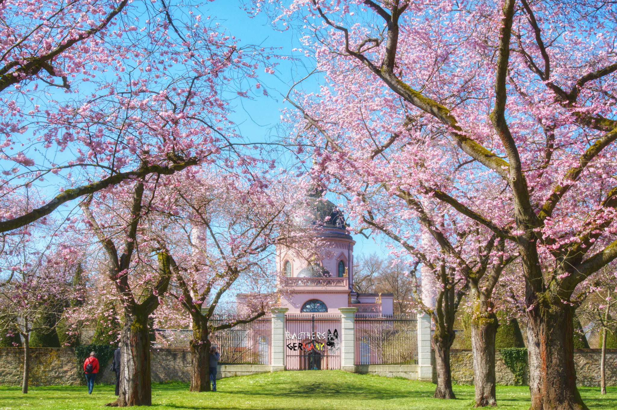 【粉色系混搭来袭】在德国到哪里赏日本樱花?真的不是波恩哟