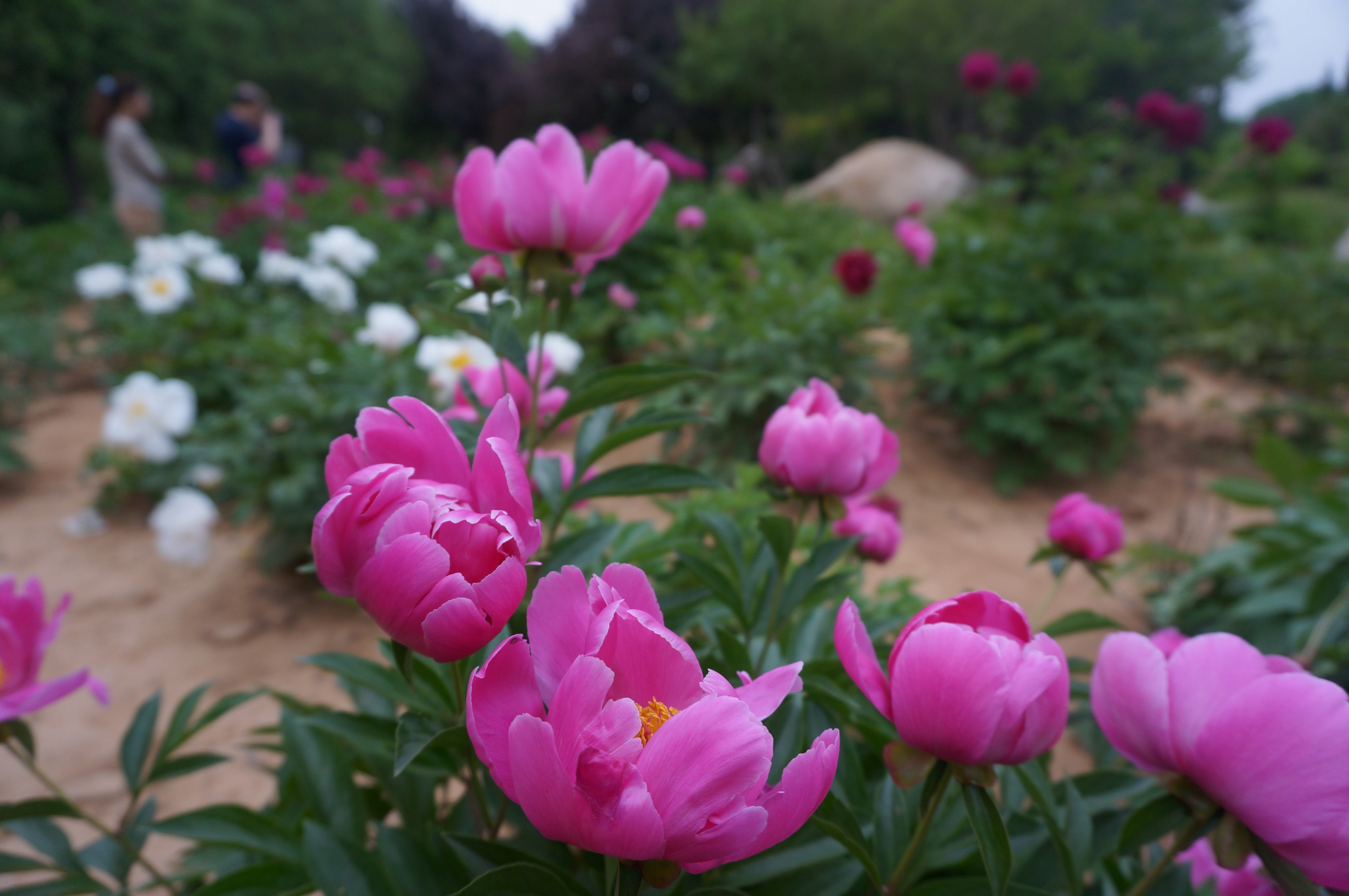 18洛阳牡丹节什么时候开始 在哪些地方可以看到牡丹 马蜂窝