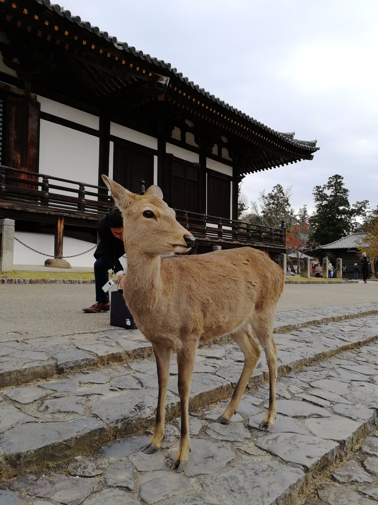 京都自助遊攻略