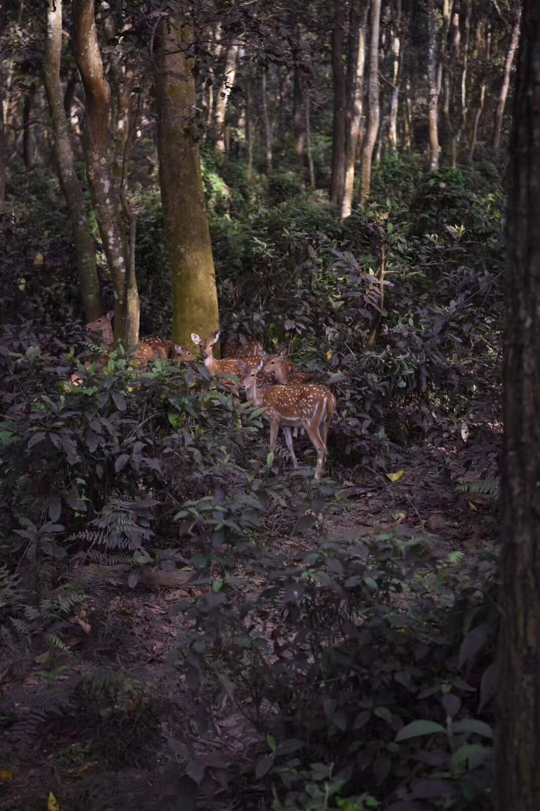 尼泊爾自助遊攻略