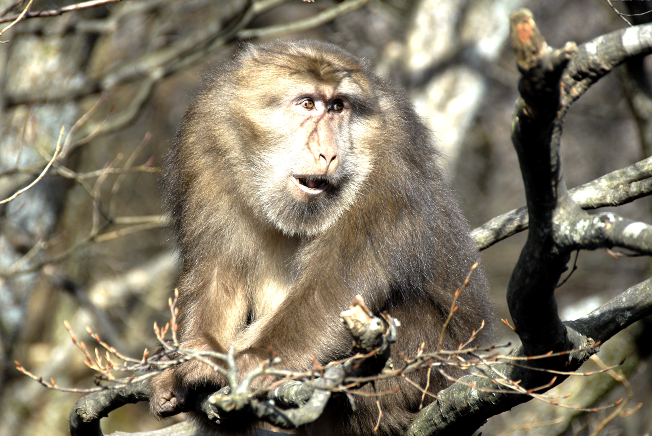 冬游黄山可经常看见黄山短尾猴