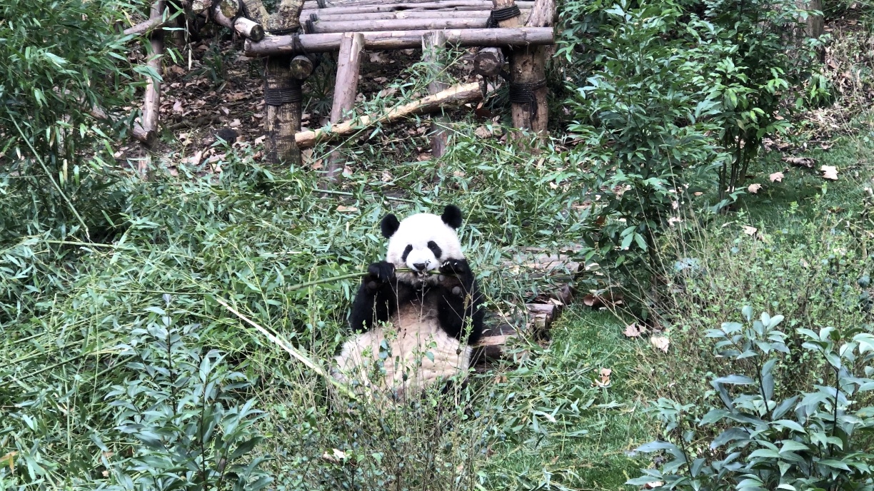 阿壩自助遊攻略