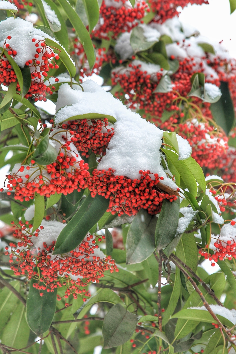 雪中红豆图片大全大图图片