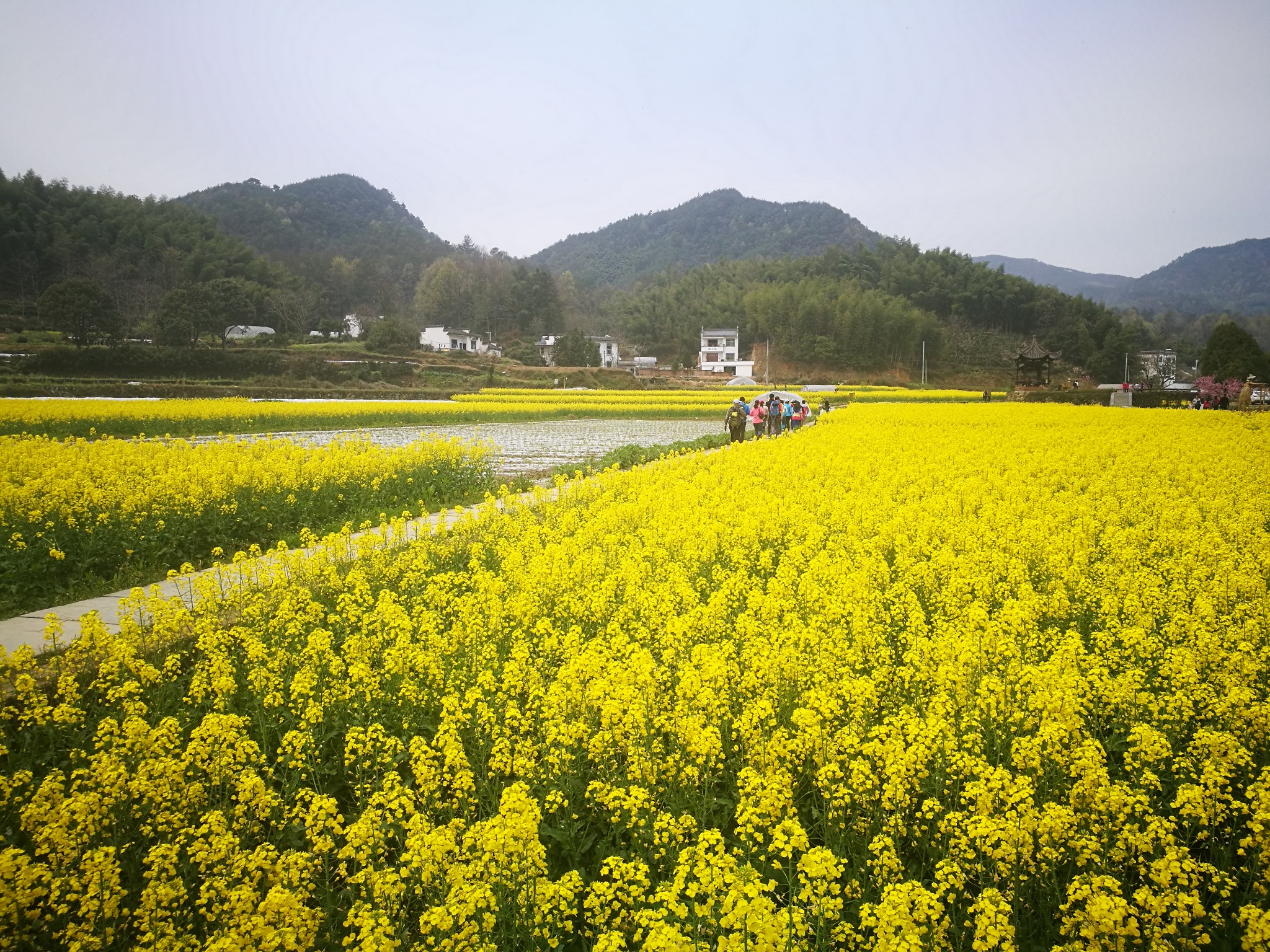 為了那一抹黃色------皖南探春行,新安江旅遊攻略 - 馬蜂窩