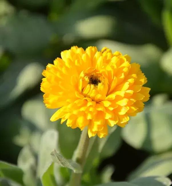 林州多了个沾花惹草的地方,爱花的人请你看过来!