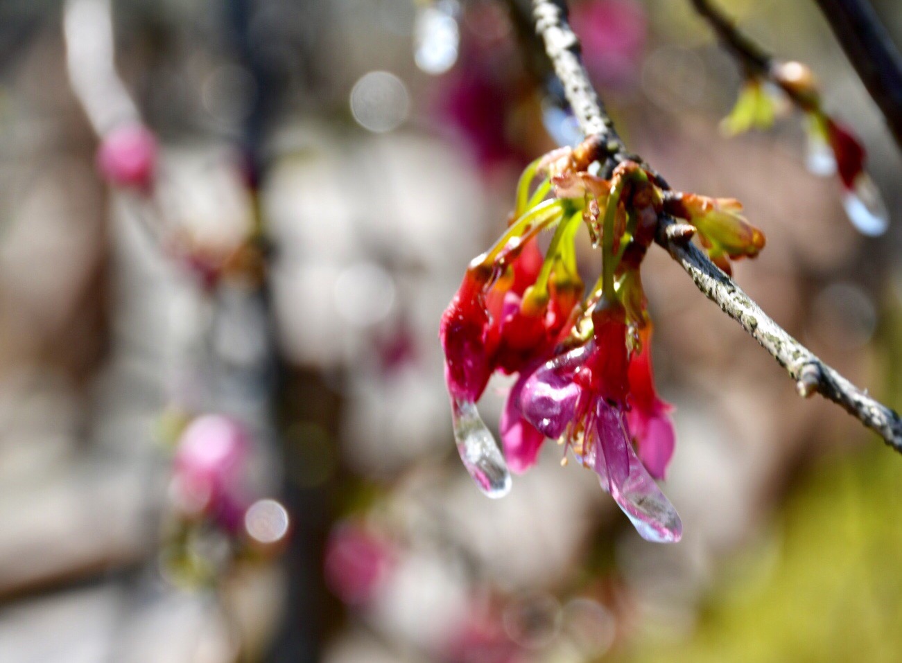 樱花流泪李花飘雪从化区一日游