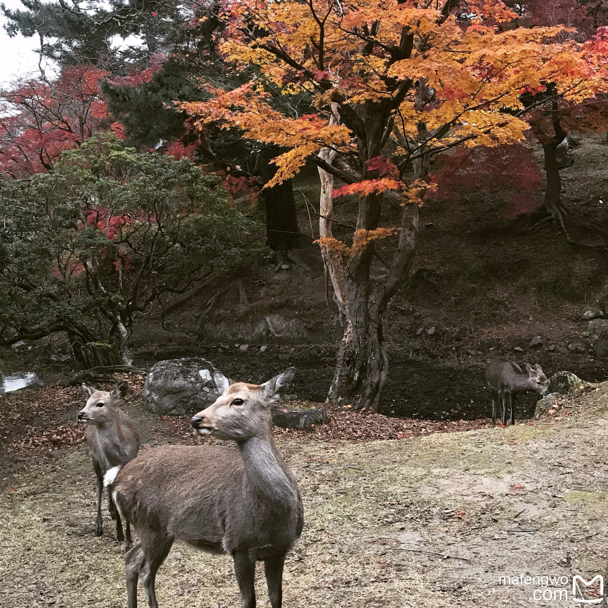 日本自助遊攻略