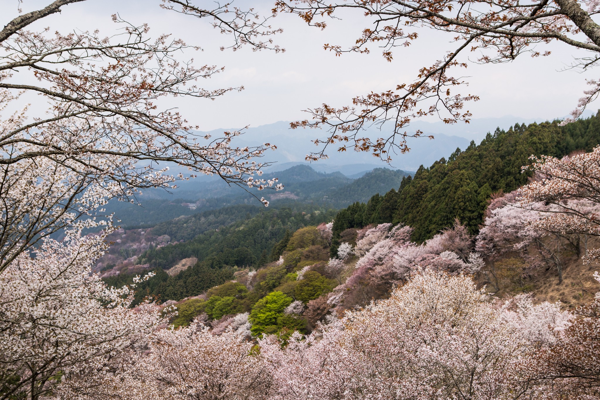 和歌山市自助遊攻略