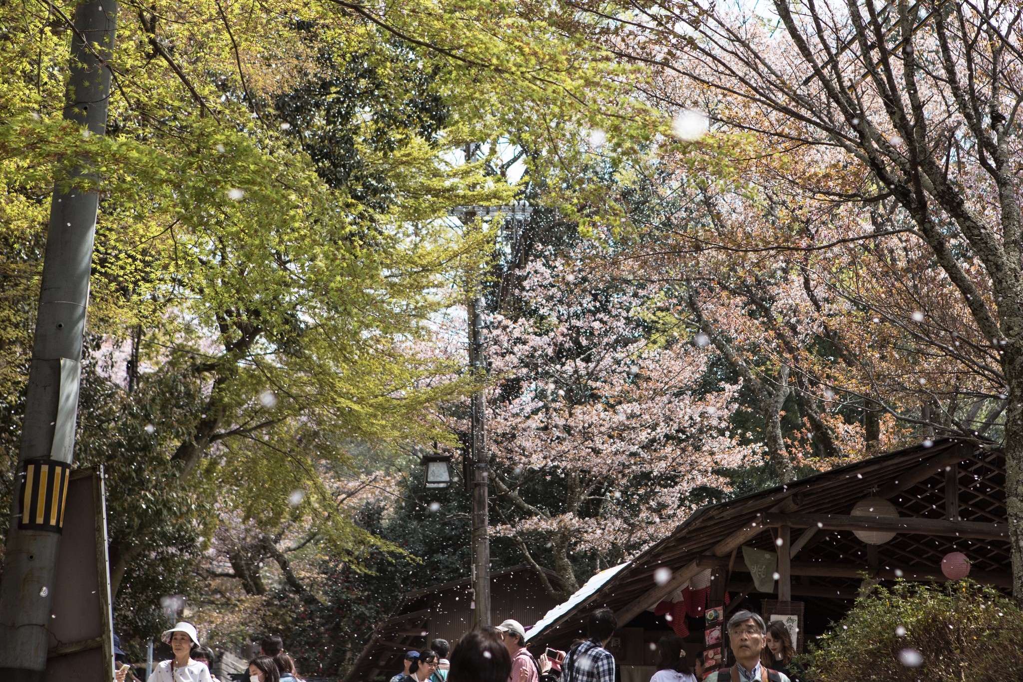 和歌山市自助遊攻略