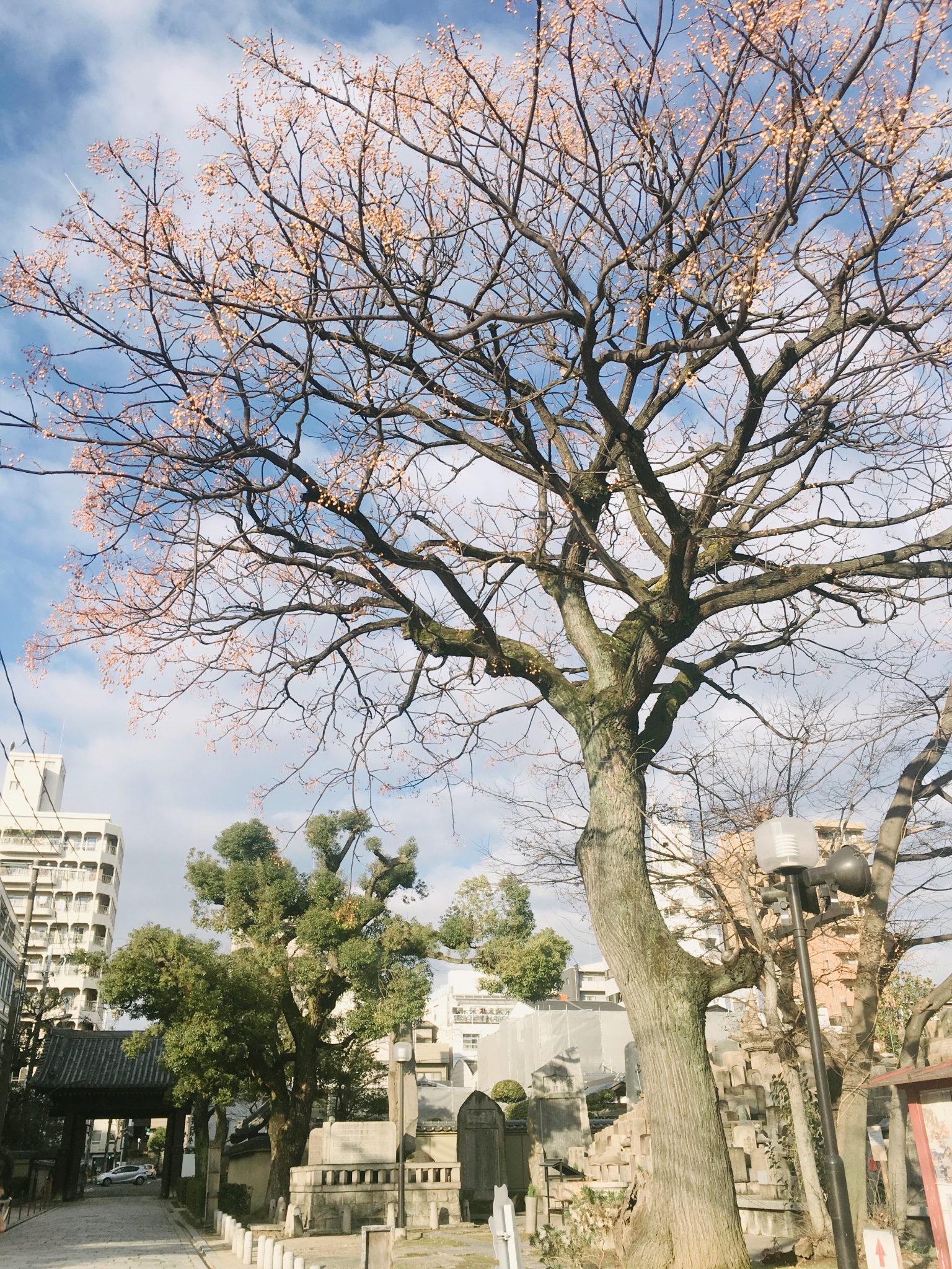 札幌自助遊攻略