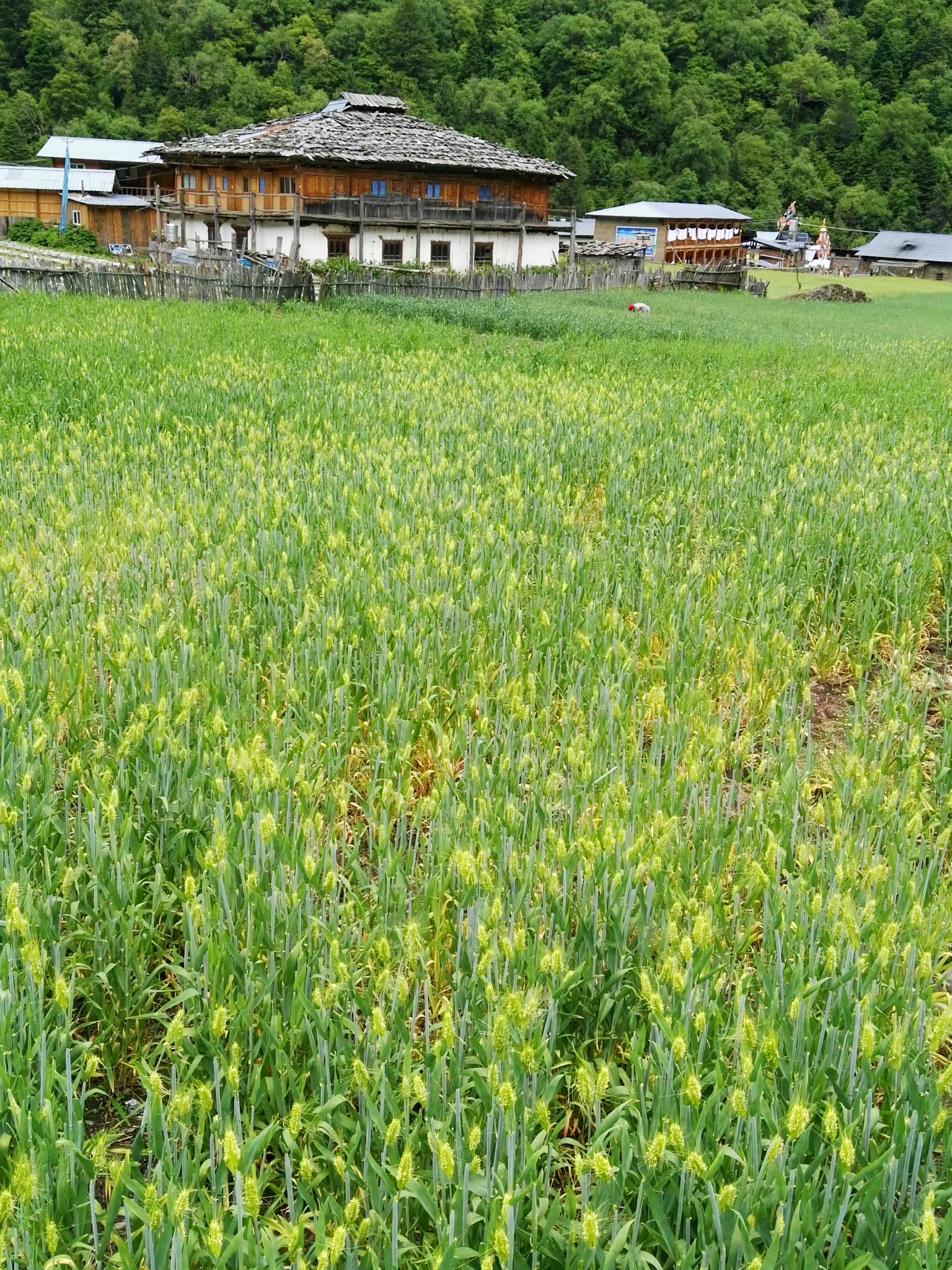 雨崩自助遊攻略