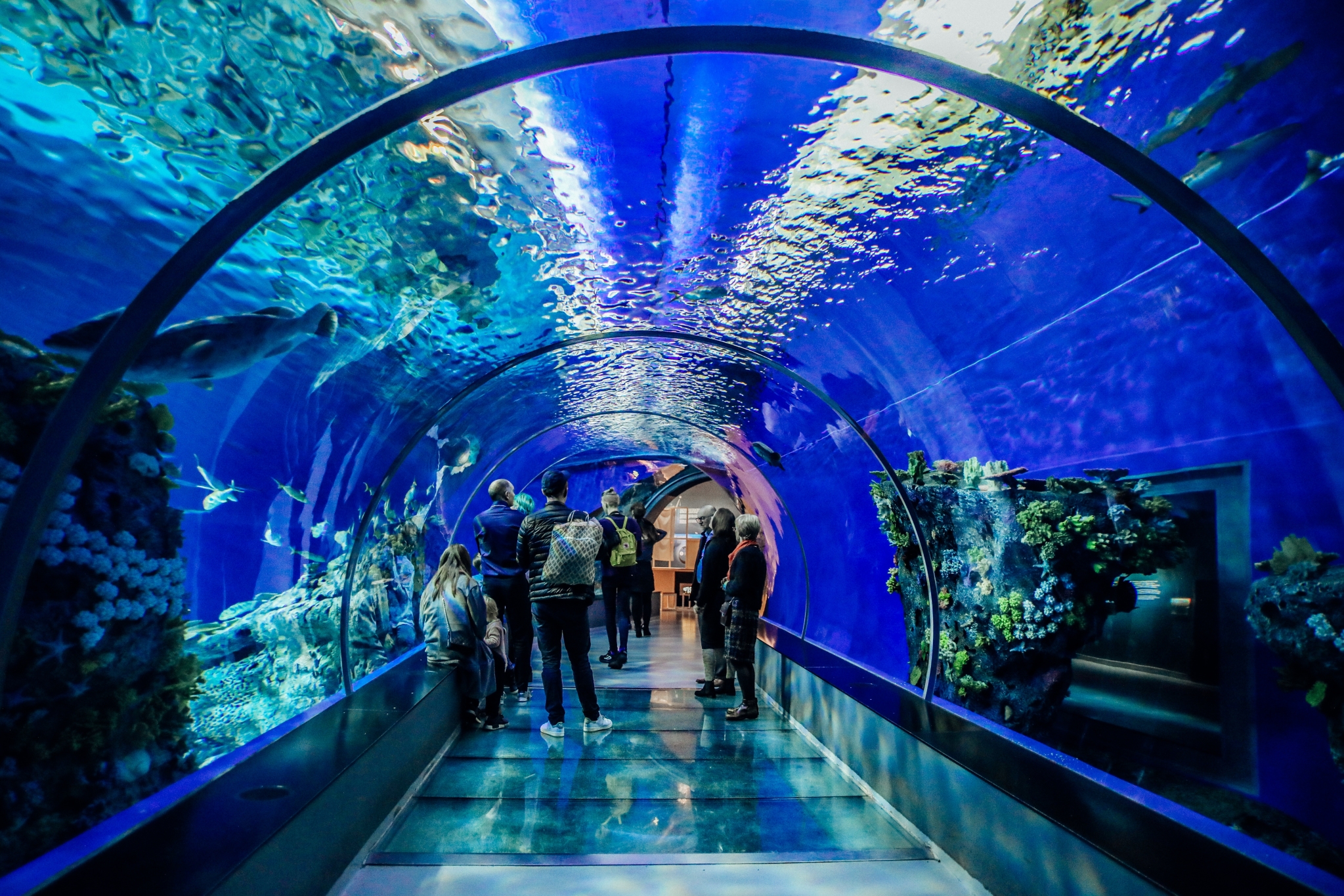 它是北歐最年輕,也是最現代化和規模最大的水族館