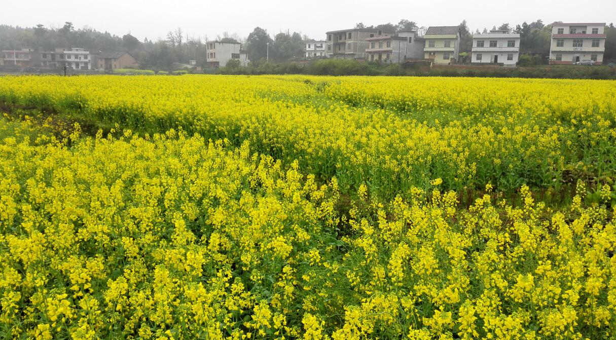 20170321 行走郴州:安仁的趕分社和丹霞油菜花