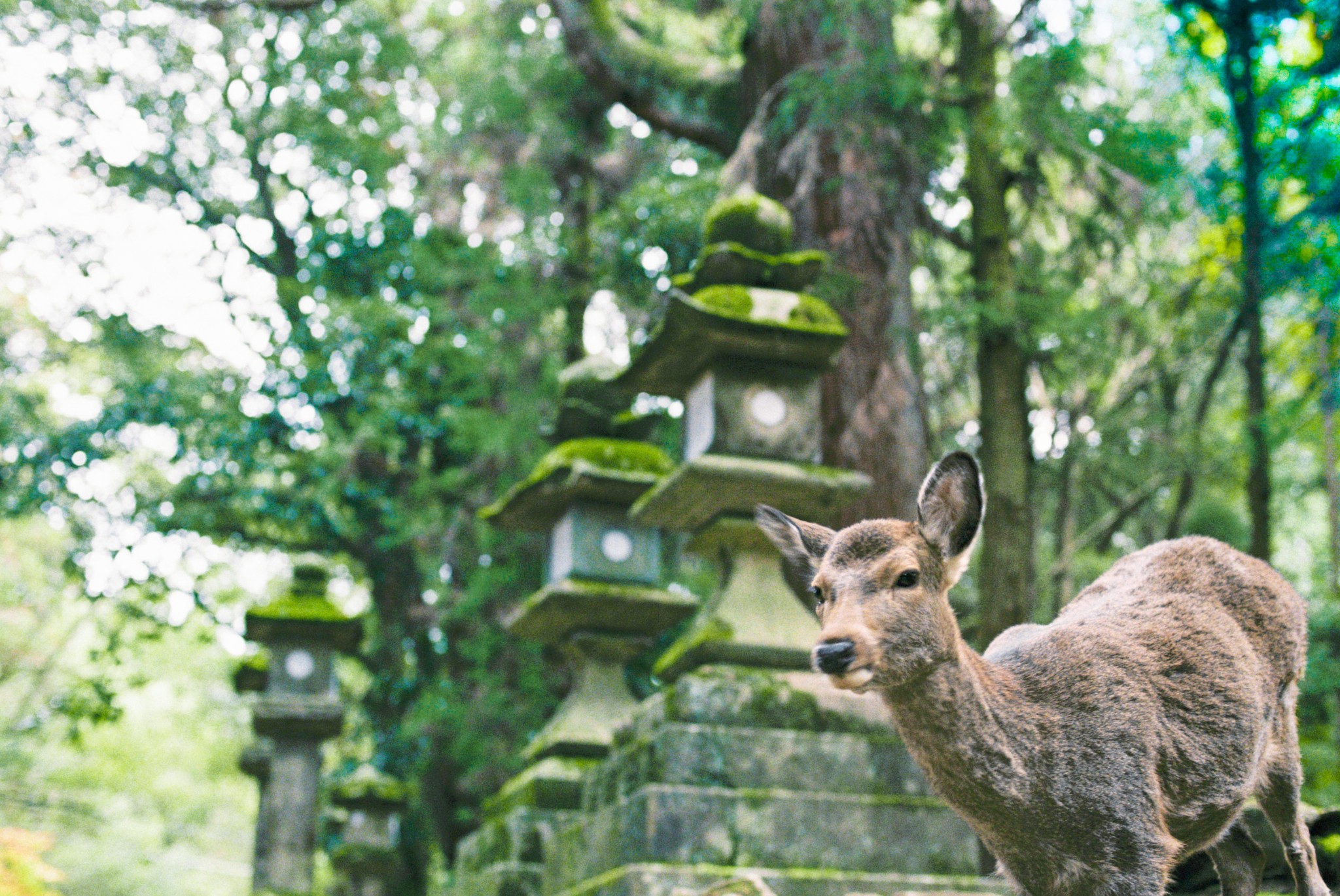 京都自助遊攻略