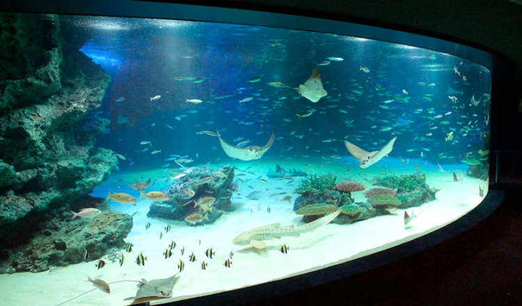 无需打印 扫码入园 日本旅游东京池袋阳光水族馆太阳城水族馆门票 马蜂窝自由行 马蜂窝自由行