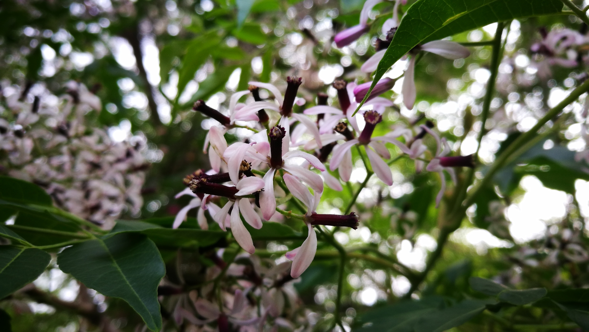 012花的海洋,东营旅游攻略 - 马蜂窝