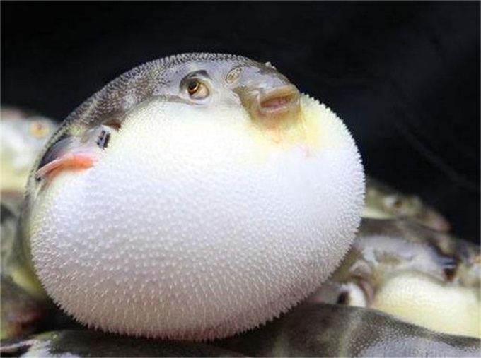               可爱河豚.by 网络